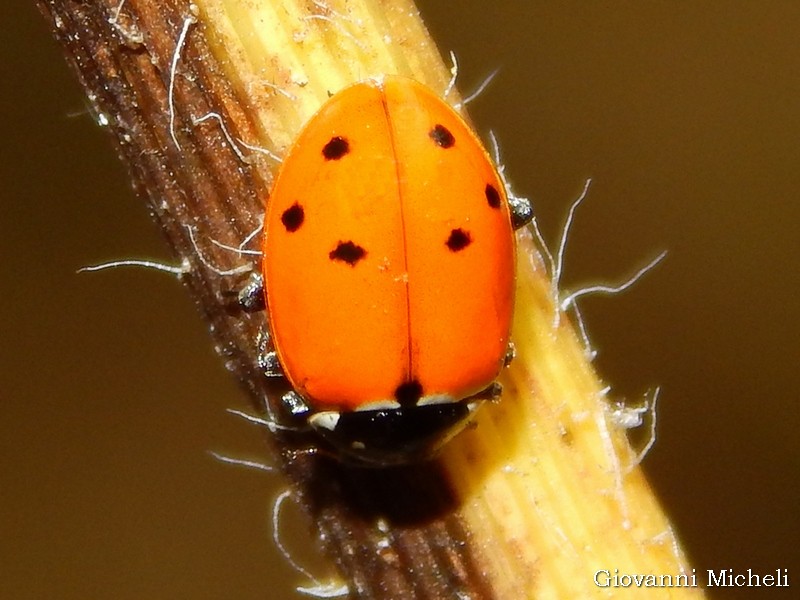Coccinellidae: Hippodamia variegata? S, e l''altra  Harmonia axyridis